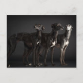 Drie whippets briefkaart (Voorkant)