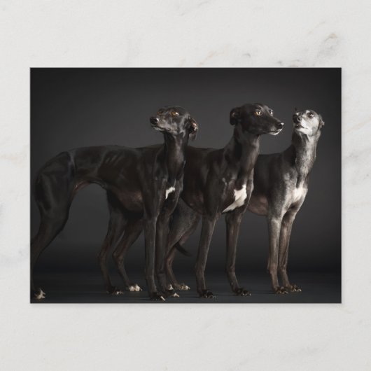 Drie whippets briefkaart (Voorkant)