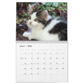 Drie Wild Kittens Kalender (Mar 2026)