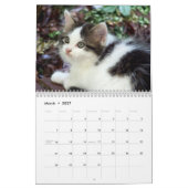 Drie Wild Kittens Kalender (Mar 2027)