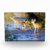 Drie Witstaarteenden op Creek Fotoblokken (Voorkant)