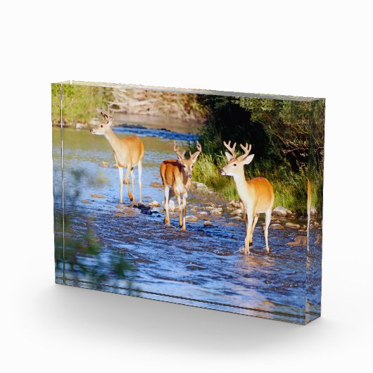 Drie Witstaarteenden op Creek Fotoblokken (Rechts)