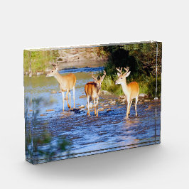 Drie Witstaarteenden op Creek Fotoblokken