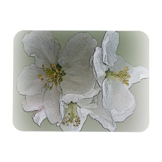 drie witte bloemen magneet (Horizontaal)