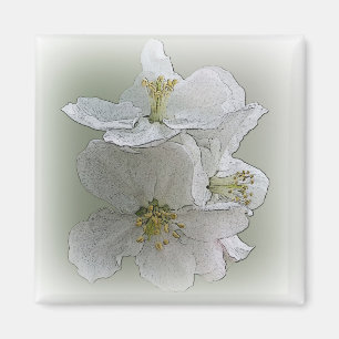 drie witte bloemen magneet