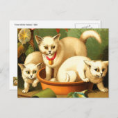 Drie witte Kittens Briefkaart (Voorkant / Achterkant)
