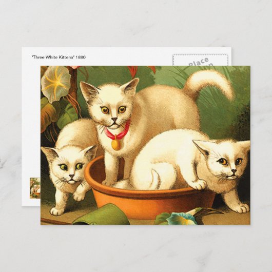 Drie witte Kittens Briefkaart (Voorkant / Achterkant)