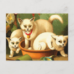 Drie witte Kittens Briefkaart