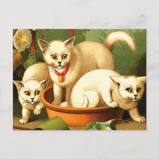 Drie witte Kittens Briefkaart (Voorkant)