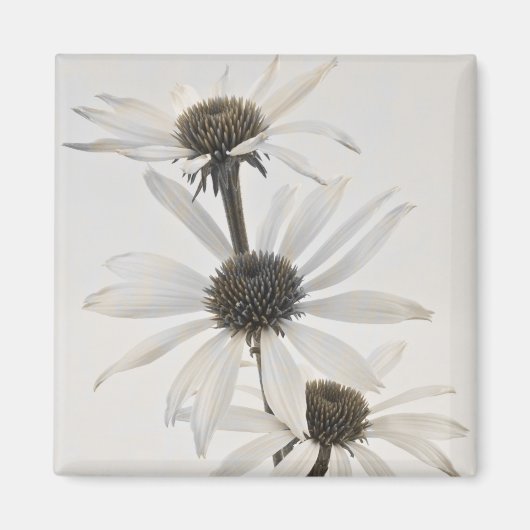 Drie witte kloonbloemen magneet (Voorkant)