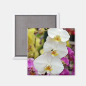 Drie witte orchideeën briefkaart metaal versieren magneet (Voorkant / Achterkant)