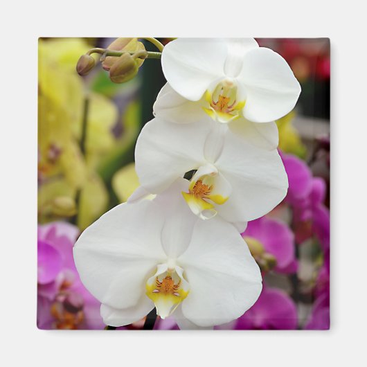 Drie witte orchideeën briefkaart metaal versieren magneet (Voorkant)