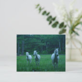 Drie witte paarden briefkaart (Staand voorkant)