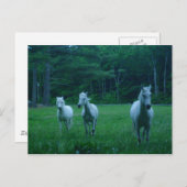 Drie witte paarden briefkaart (Voorkant / Achterkant)