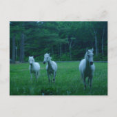 Drie witte paarden briefkaart (Voorkant)
