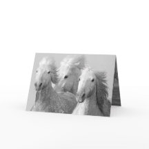 Drie witte paarden Wenskaart