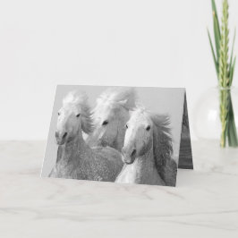 Drie witte paarden Wenskaart Kaart