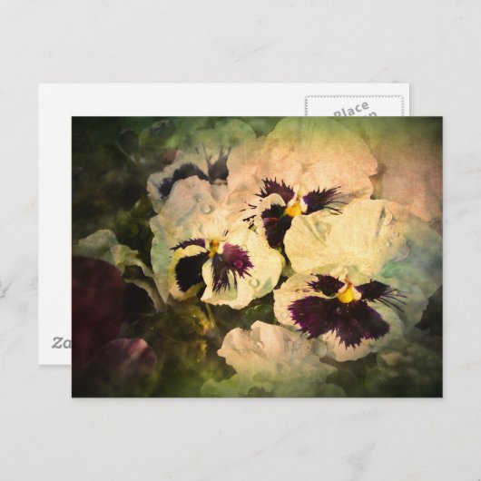 Drie witte pansies (getextureerd) briefkaart (Voorkant / Achterkant)