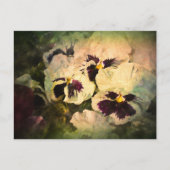 Drie witte pansies (getextureerd) briefkaart (Voorkant)