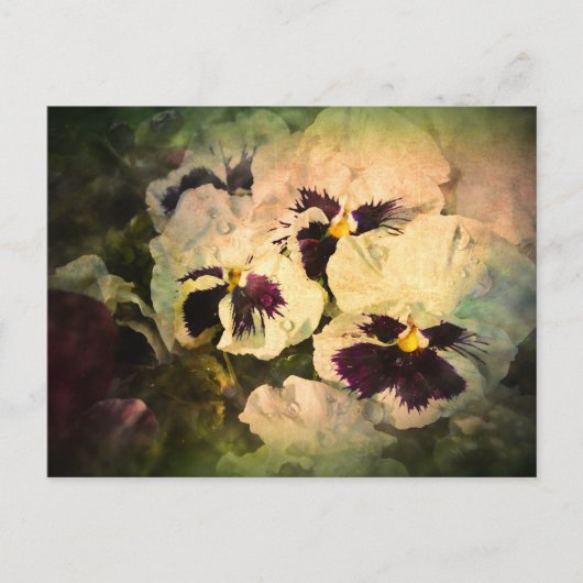 Drie witte pansies (getextureerd) briefkaart (Voorkant)