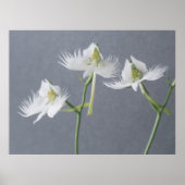 Drie witte rode orchideeën poster (Voorkant)