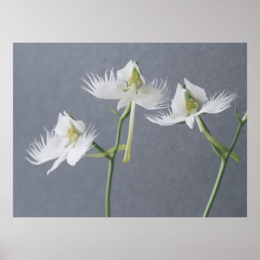 Drie witte rode orchideeën poster (Voorkant)
