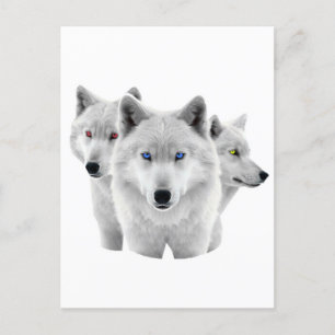 Drie witte wolven briefkaart
