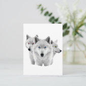 Drie witte wolven briefkaart (Staand voorkant)