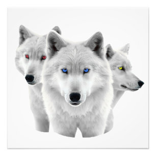 Drie witte wolven foto afdruk