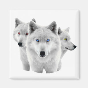 Drie witte wolven magneet
