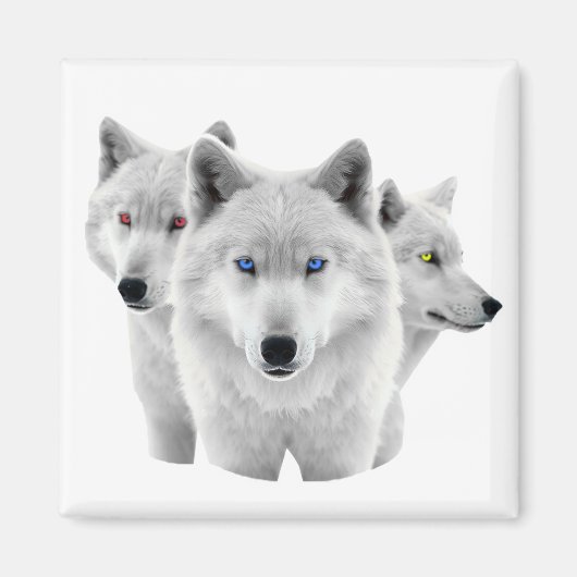 Drie witte wolven magneet (Voorkant)