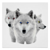 Drie witte wolven perfect poster (Voorkant)