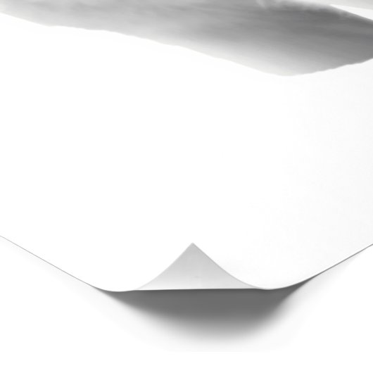 Drie witte wolven perfect poster (Hoek)