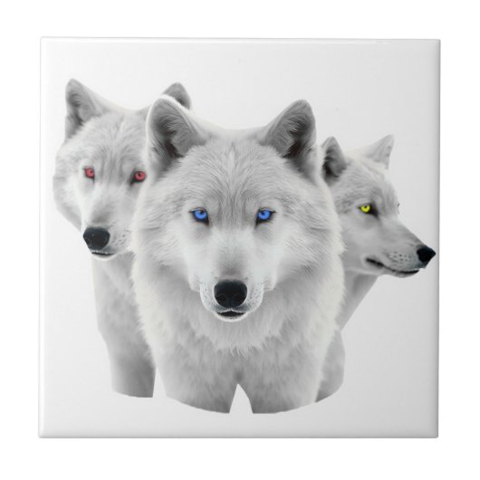 Drie witte wolven tegeltje (Voorkant)