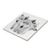 Drie witte wolven tegeltje (Zijkant)