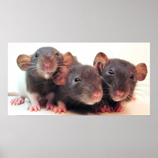 Drie woordvoerders poster (Voorkant)