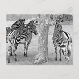 Drie Zebras Briefkaart