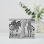 Drie Zebras Briefkaart (Staand voorkant)