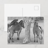 Drie Zebras Briefkaart (Voorkant / Achterkant)