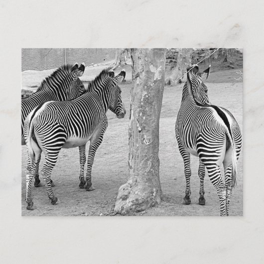 Drie Zebras Briefkaart (Voorkant)