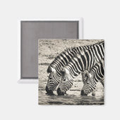 Drie Zebras Drink Magneet (Voorkant / Achterkant)