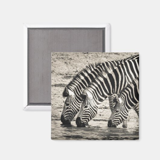 Drie Zebras Drink Magneet (Voorkant / Achterkant)
