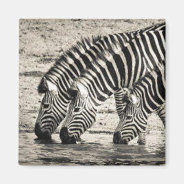 Drie Zebras Drink Magneet