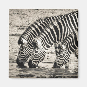 Drie Zebras Drink Magneet