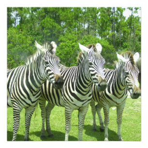 Drie zebras in Meadow View Foto Afdruk