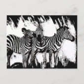 Drie zebra's schilderen briefkaart (Voorkant)