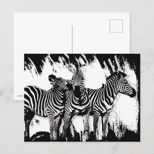 Drie zebra's schilderen briefkaart (Voorkant / Achterkant)
