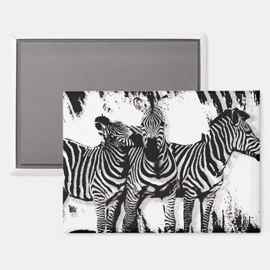 Drie zebra's schilderen magneet (Voorkant / Achterkant)