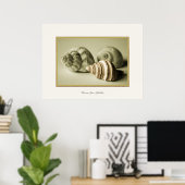 Drie zeedoppen ~ Fotografische afdruk Poster (Thuiskantoor)