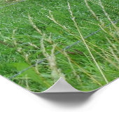 Drie Zitterende Koeien Foto Poster (Hoek)